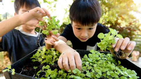 Gardeners