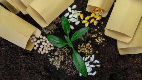 Various seeds spilled from packets onto soil around a green seedling.