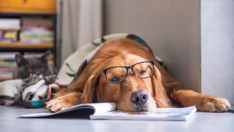 A dog wearing glasses lies on a magazine with a blanket, while a cat sits nearby in the background.