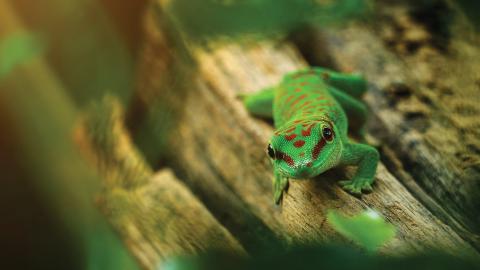 Green gecko with red spots resting on a wooden surface, surrounded by blurry green foliage.