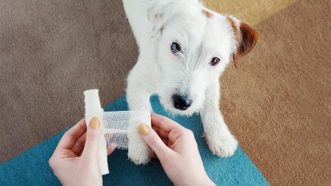 A small white dog has its front paw gently bandaged by a pair of caring hands.