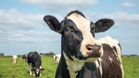 Close-up of a black and white cow in a grassy field with other cows and a blue sky in the background.