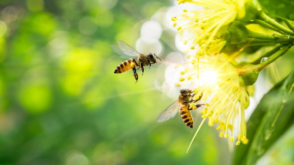 Pollination