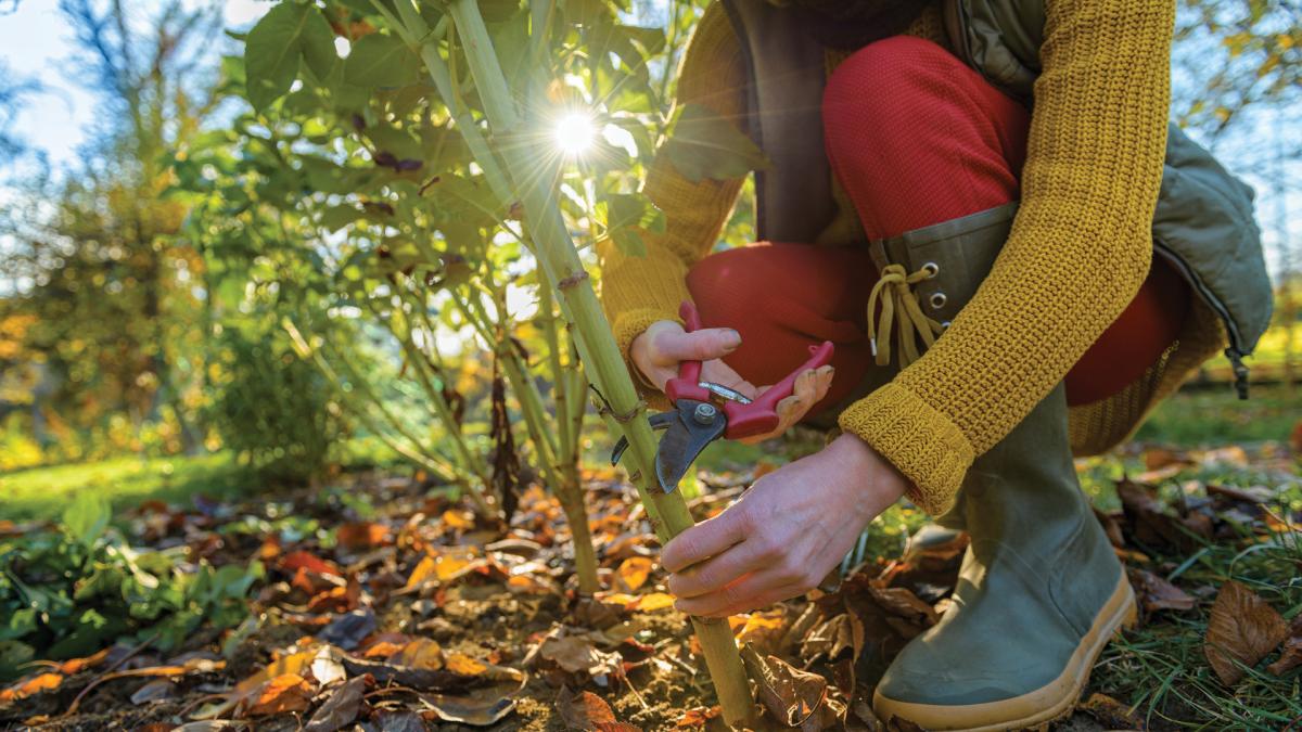 Person in boots and red pants pruning a plant with garden shears on a sunny day outdoors.